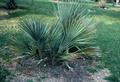 Mazari palm